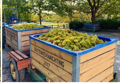 Constantia (in Cape Town) Wine Tour — photo 3
