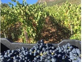 Boutique Wine Tour - Stellenbosch — photo 3