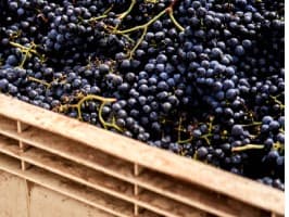 Historic Stellenbosch Wine Tour — photo 2