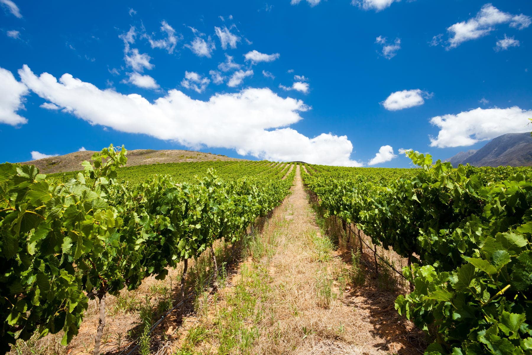 Daily Wine Tours from Cape Town — photo 2