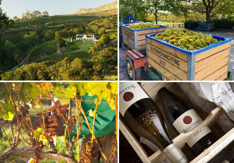 Constantia (in Cape Town) Wine Tour — photo 1