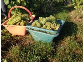 Honeymoon Private Wine Tour — photo 2