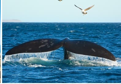 Cape Town Highlights & Hermanus 7 Day Tour Package — photo 4