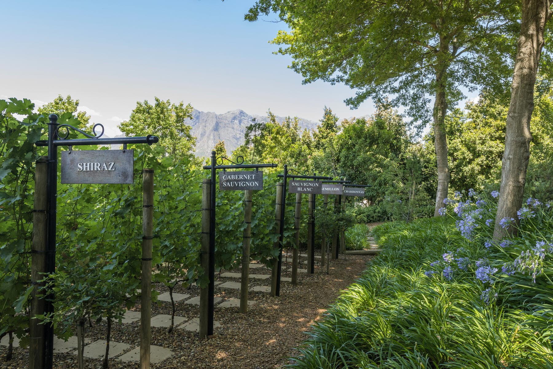 Private Wine Tour from Cape Town — photo 4